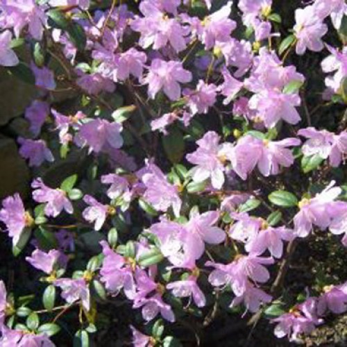 Rhododendron Dwarf Praecox Evergreen | ScotPlants Direct